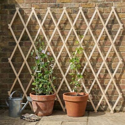Wooden planks create a clear path for climbing plants